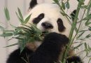 The return of panda diplomacy