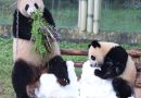 Atlanta zoo to get pandas as Xi revives strategy at U.S. summit