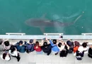 Shark stranded in South Korean canal goes viral, draws ov…