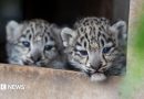Snow leopard cub with incurable bone condition put to sleep