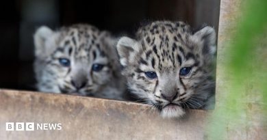 Snow leopard cub with incurable bone condition put to sleep