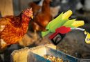 Why diverting maize for ethanol is affecting poultry farmers