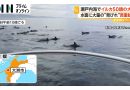 Rare Pod of About 50 Dolphins Spotted in Seto Inland Sea
