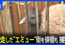 Escaped Emu Captured After Report of Wandering Ostrich