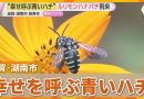 Rare Blue Bees Bring Happiness to Shiga Temple