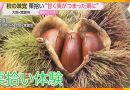 Sweet Chestnuts Ripe for the Picking