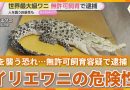 Man-Eating Crocodile Kept Without Permit in Osaka