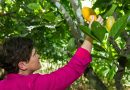 COCOBOD Turns to Home Investors for US$1.4 Billion Cocoa Season Rescue