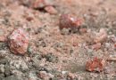 Trump says U.S. to continue buying Canadian potash — but wants cheaper price