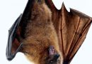 Study reveals evolutionary history of bats, dating back 65 million years