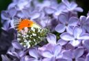 Butterfly wing patterns may trick predators with motion illusions