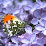 Butterfly wing patterns may trick predators with motion illusions