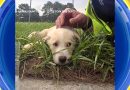 WATCH:  Puppies rescued from beneath sidewalk