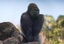 WATCH:  New silverback takes the lead at Disney’s Animal Kingdom