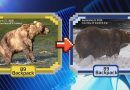 WATCH:  The annual Fat Bear Week tournament is underway
