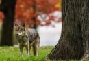 Parts of Nova Scotia national park closed temporarily after coyote bite: Parks Canada – Halifax