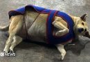 Fat dogs of Delhi: The unusual election gripping the Indian capital