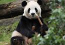 Giant pandas Ping Ping and Fu Shuang touch down in the US under new loan deal