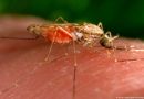 Airport malaria in Germany remains infrequent