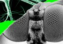 I Trained a Fly’s Brain to Generate WIRED Story Ideas