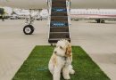 Bark Air Turned the Fur-Baby Economy Into a Private Jet Business