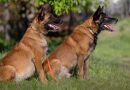 Vets warning over Spain’s dog trend « Euro Weekly News
