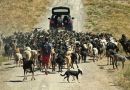 223 endangered goats and their cheese are keeping one small Spanish village alive « Euro Weekly News