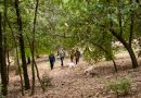 How to Go Truffle Hunting in Italy: The Ultimate Guide