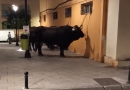 Tied-up bull in Fuengirola shocks locals « Euro Weekly News