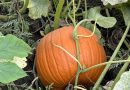 Pumpkin farms ‘at the mercy of Mother Nature’ after extreme weather in Canada – National