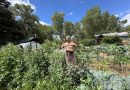How one Colorado gardener feeds dozens in the “vortex” of Crestone