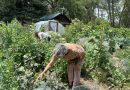 How one Colorado gardener built a pandemic-proof garden