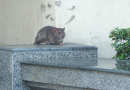 Giant rats invade Málaga’s beachfront as alarmed residents say ‘they’re entering our homes’ « Euro Weekly News
