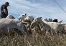 This El Paso County agriculture operation turned bullish on sheep
