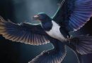 4-winged fossil found in Liaoning challenges single origin of dinosaur flight