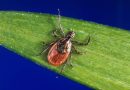 Pharmacy treatments for Lyme disease cut N.S. emergency visits in half: study – Halifax