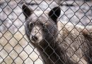 Colorado towns with bear trouble will share $1M in grants to reduce human-bear contact