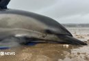 Mumbles dolphin rescue sees medics refloat stranded mammal