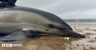 Mumbles dolphin rescue sees medics refloat stranded mammal