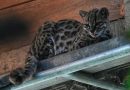 Bolivia’s new wild cat species draws visitors