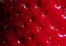 Does the sight of small holes make you feel ill? There’s a reason for that