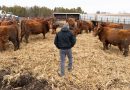 Trump officials weigh rolling back beef import plan as GOP midterm panic spreads