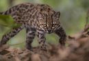 First new feline species in 100 years discovered in Bolivian forest
