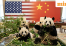 China’s cutest diplomats are back! Xi Jinping revives Nixon-Mao era ‘Panda diplomacy’ at summit with Trump