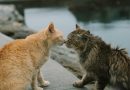 Javea Feral Cat Association returns with its 5th annual padel tournament « Euro Weekly News