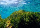 Estepona museum seagrass meadow « Euro Weekly News