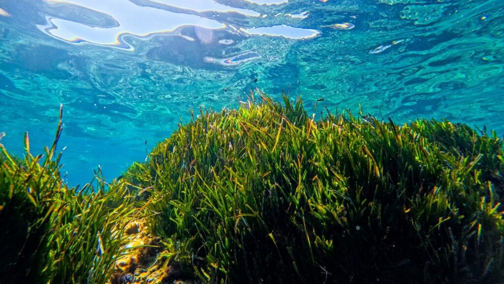 Estepona museum seagrass meadow « Euro Weekly News