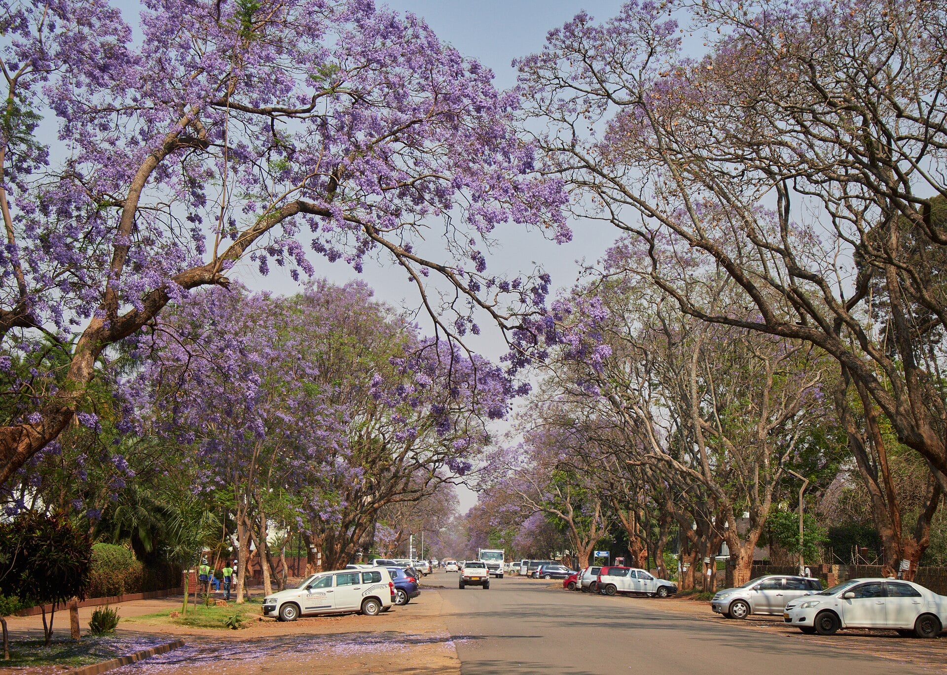 Munhumutapa Day Shuts Zimbabwe on the President’s Birthday