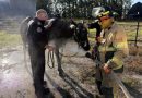 Crews rescue ‘completely exhausted’ horse from mud pit in Saskatchewan