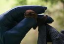 Bat attacks surge 23% in Catalunya as Spain issues rabies warning « Euro Weekly News